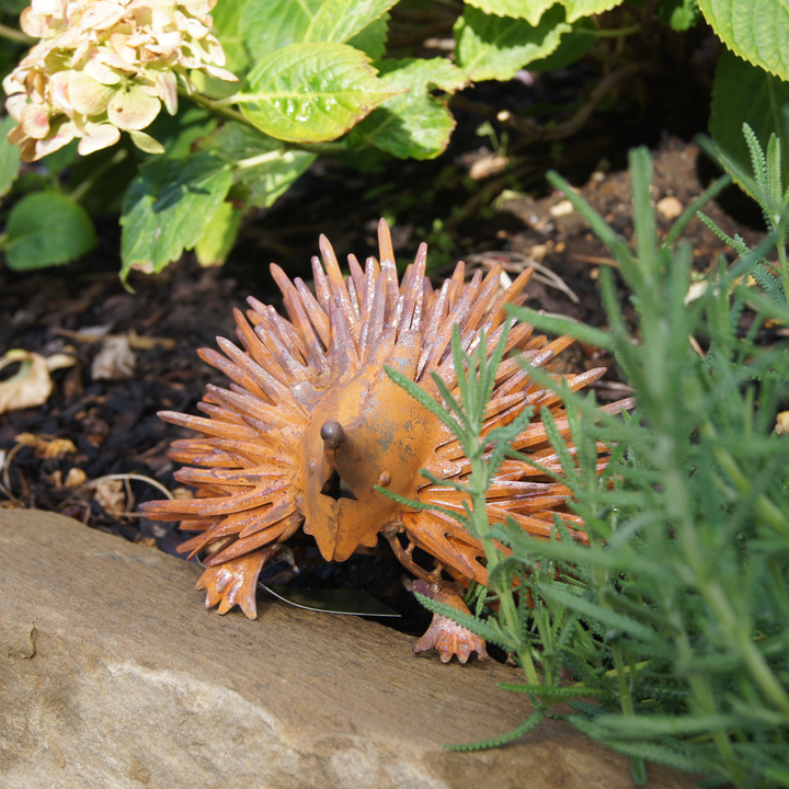 Echidna Small Rust