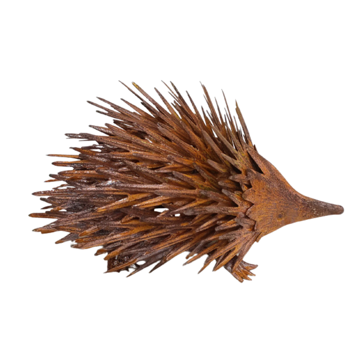 Echidna Small Rust
